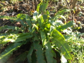 Asplenium scolopendriumTongvaren bestellen